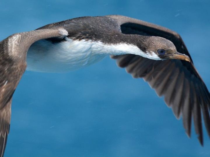 South Georgia Shag