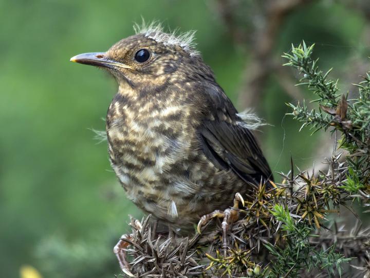 Indian Blackbird