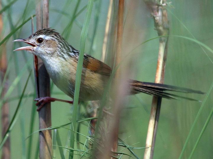 Indian Grassbird