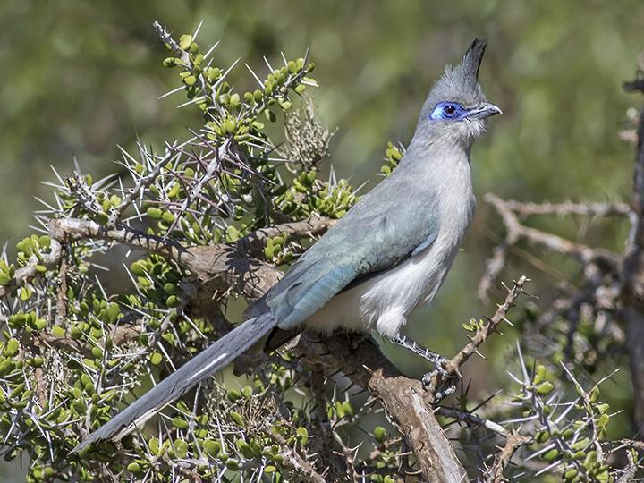 Verreaux's Coua