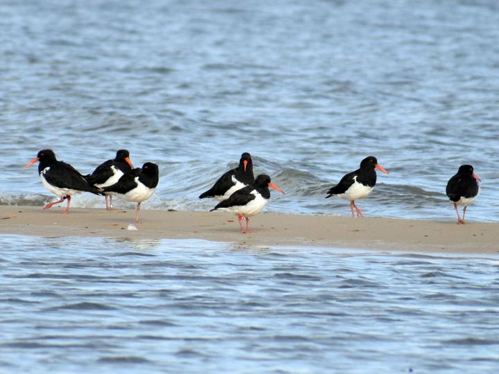 South Island Oystercatcher