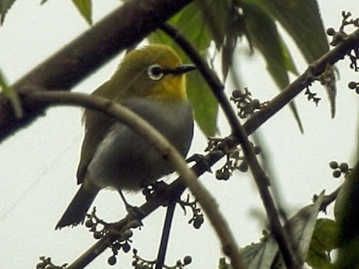 South Pare White-eye