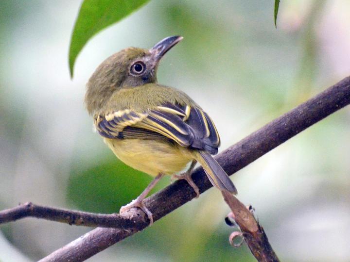 Southern Bentbill