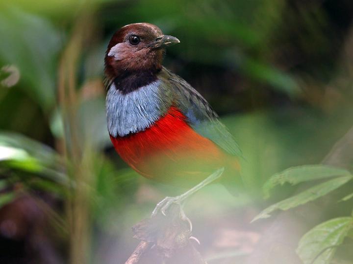 South Moluccan Pitta