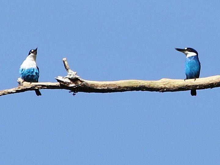 Lazuli Kingfisher