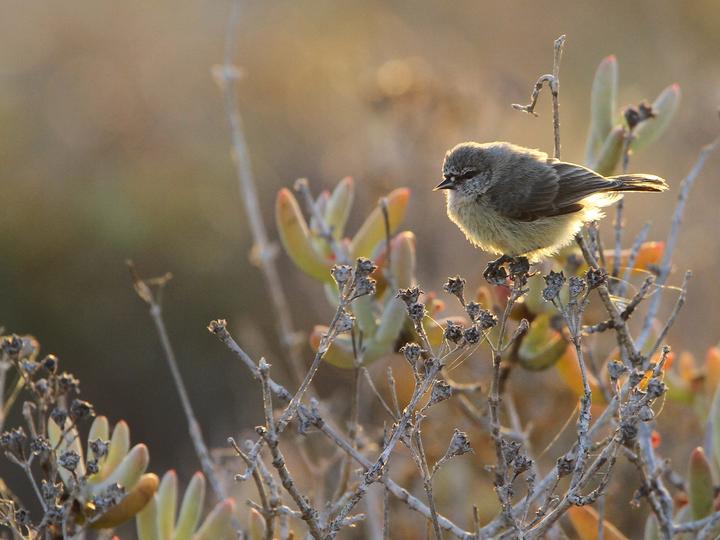 Cape Penduline Tit