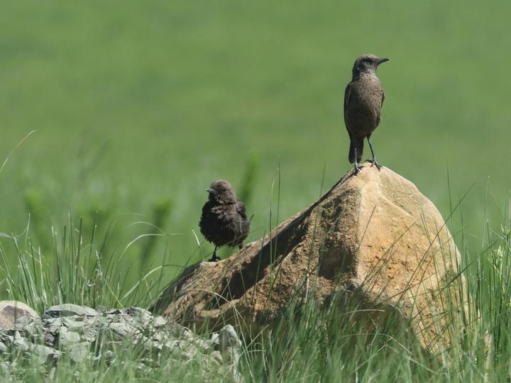 Ant-eating Chat