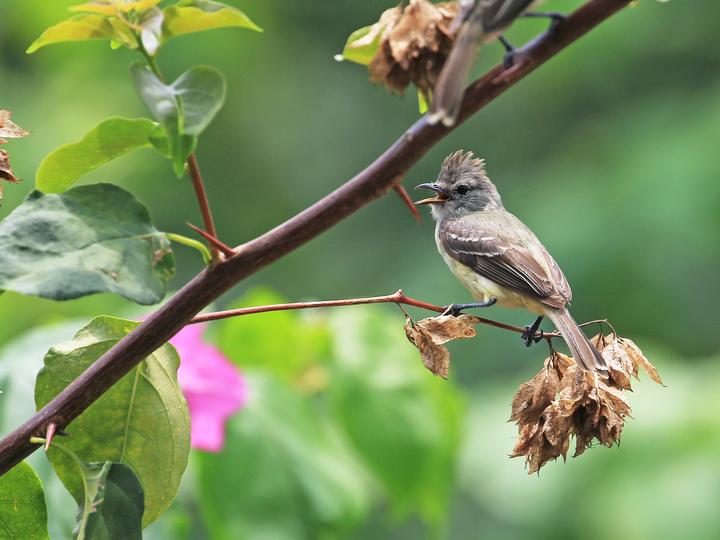 Southern Beardless Tyrannulet