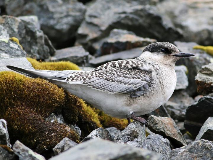Antarctic Tern