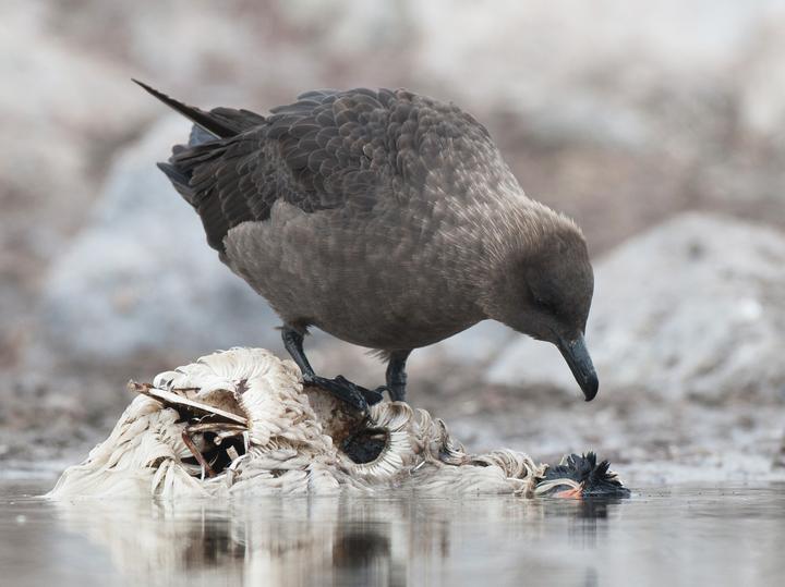 South Polar Skua