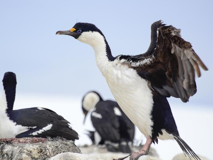 Antarctic Shag
