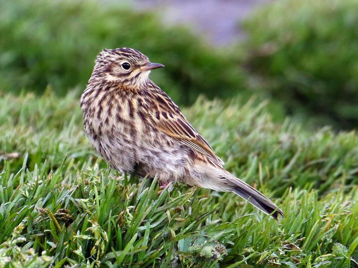 South Georgia Pipit