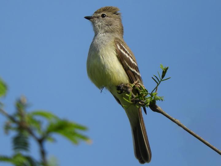 Southern Scrub Flycatcher