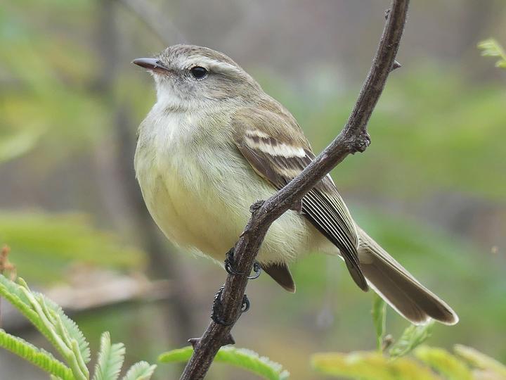 Mouse-colored Tyrannulet