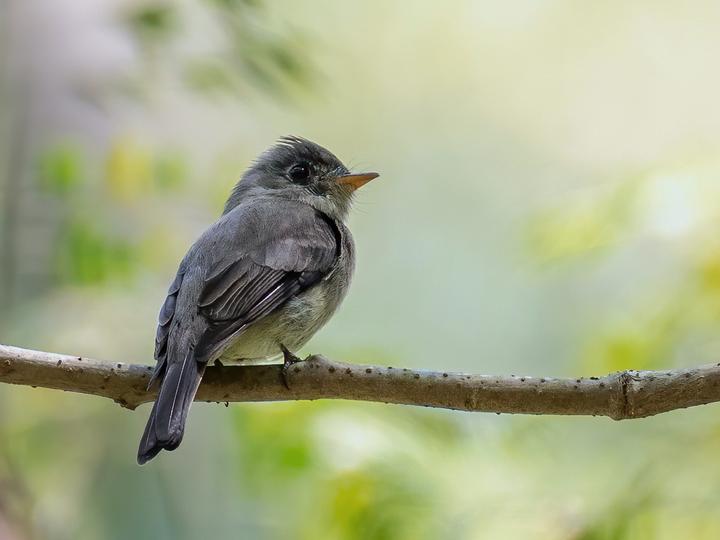 Southern Tropical Pewee