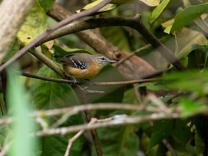 Southern White-fringed Antwren