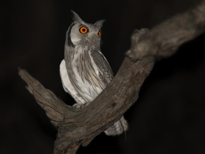 Southern White-faced Owl