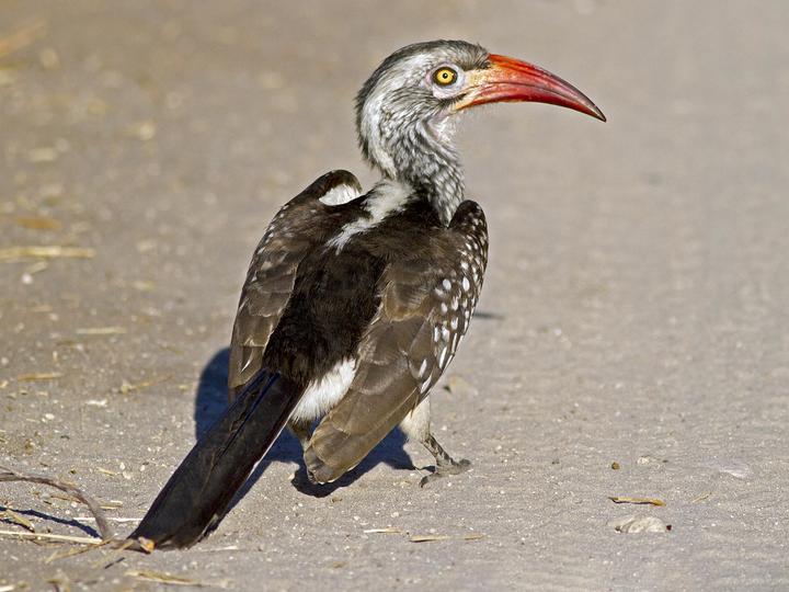 Southern Red-billed Hornbill
