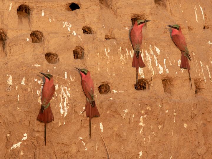Southern Carmine Bee-eater