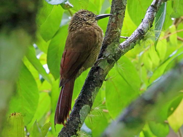 Planalto Woodcreeper