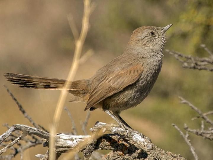 Patagonian Canastero