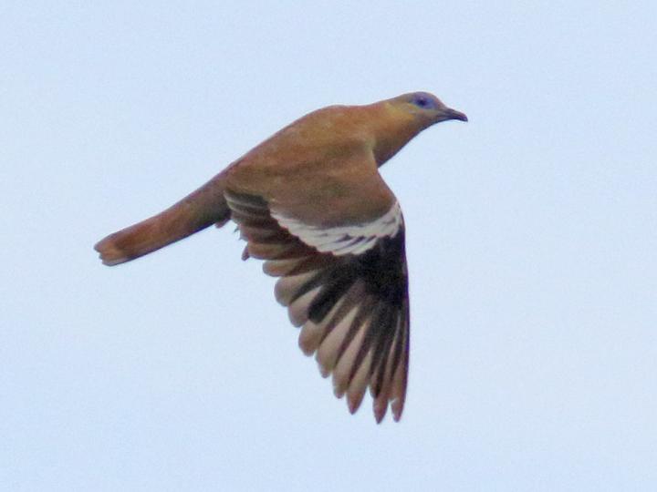 West Peruvian Dove