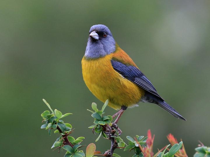 Patagonian Sierra Finch
