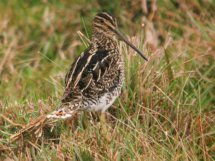 Pantanal Snipe