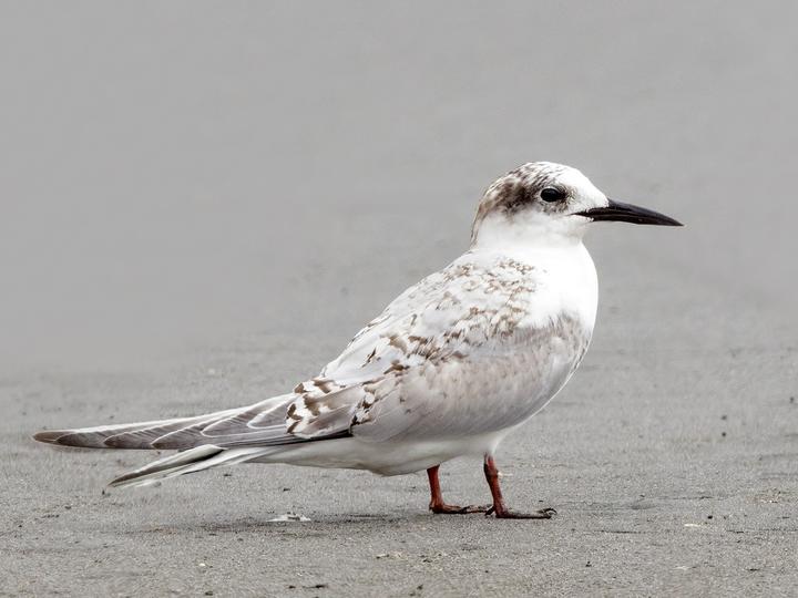 South American Tern