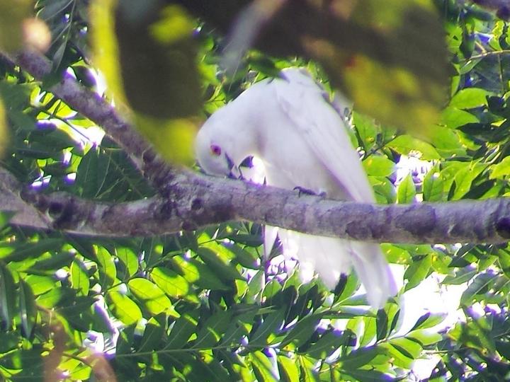 Black-tipped Cotinga