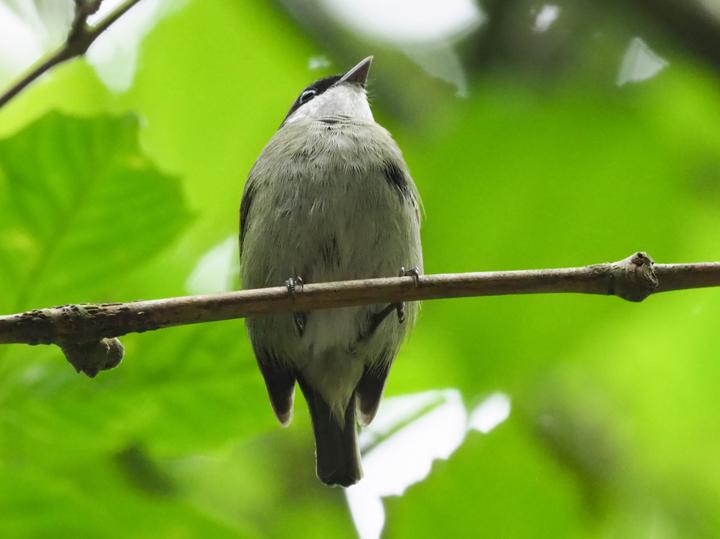 White-bibbed Manakin