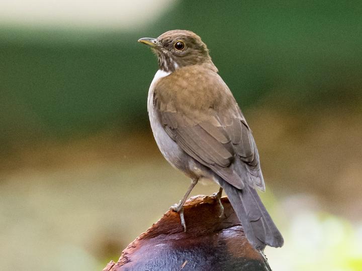 White-necked Thrush