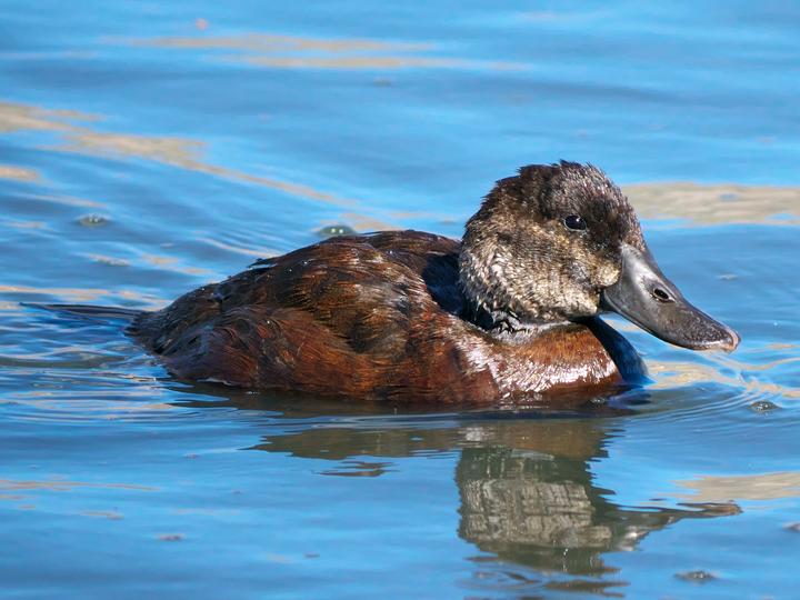 Lake Duck