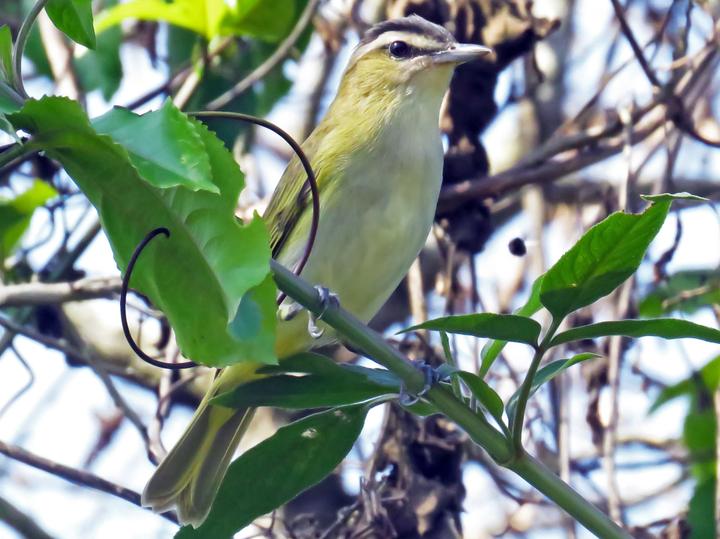Chivi Vireo