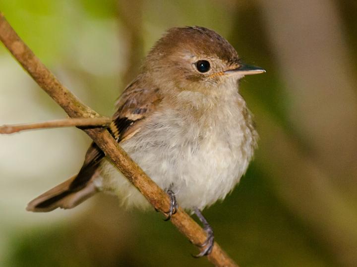 Euler's Flycatcher