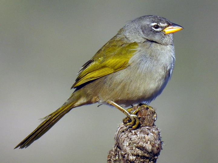 Serra Finch