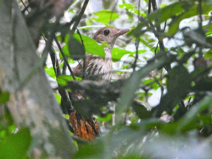 Elusive Antpitta