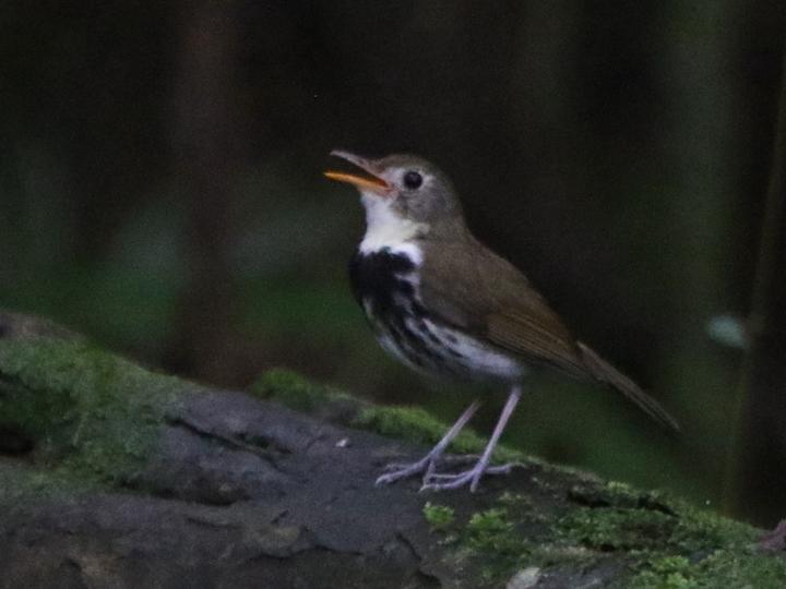 Southern Antpipit