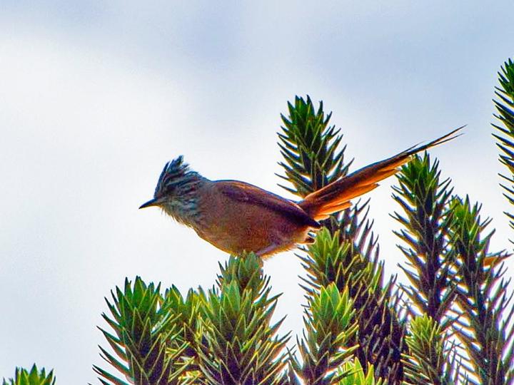 Araucaria Tit-Spinetail