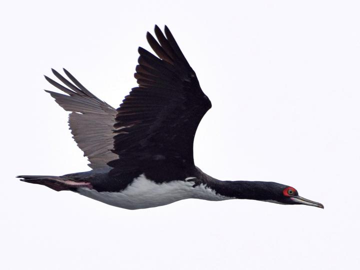 Guanay Cormorant