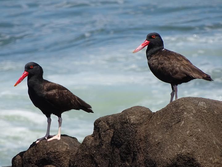 Blackish Oystercatcher