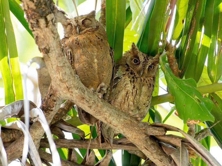 Mantanani Scops Owl
