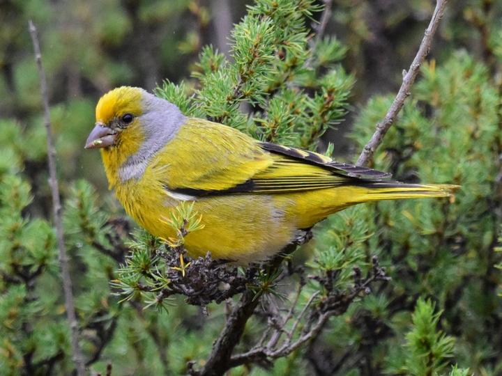 Cape Canary
