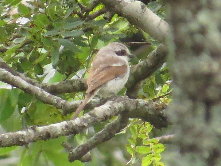 Souza's Shrike