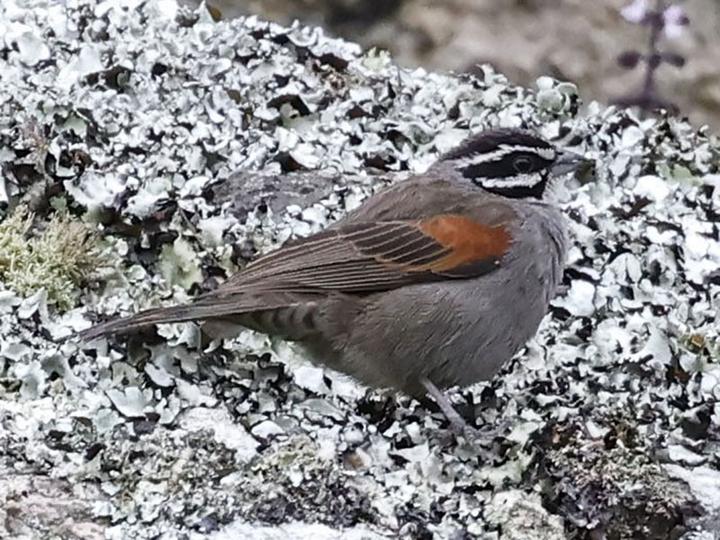 Cape Bunting