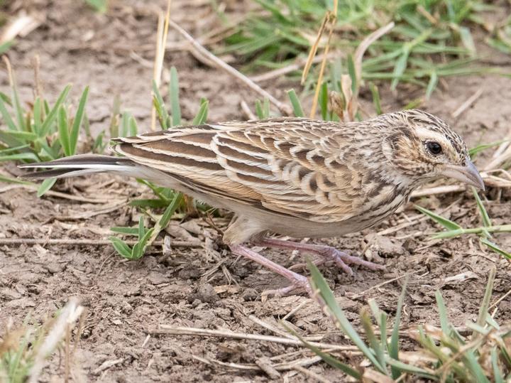 Melodious Lark