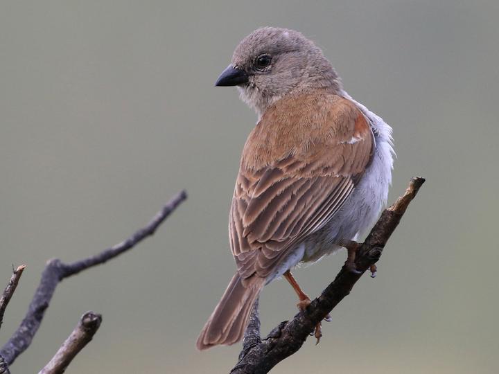 Southern Grey-headed Sparrow