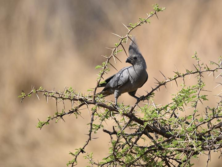 Grey Go-away-bird
