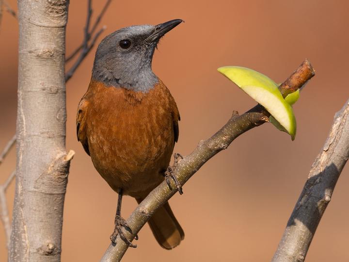 Cape Rock Thrush