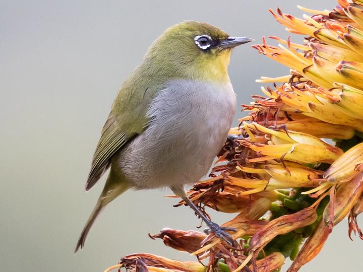 Cape White-eye